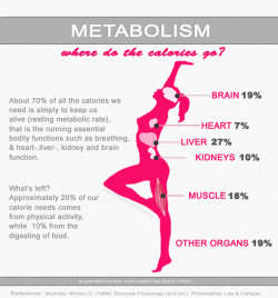 lovethepain:  berryhealthy: and this is why you can’t survive on 500 calories. 