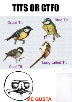 knowyourmeme:  I love me some ornithography. KYMdb - TITS OR GTFO