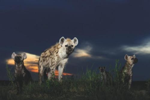faunafacts: The hyena sound by Lorenz Andreas Fischer