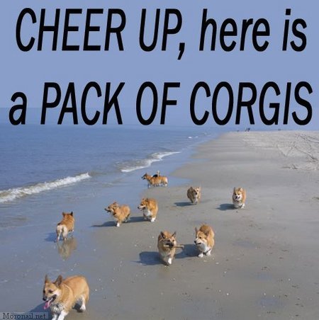 corgeez:
“ First, a joke:
Corgi walks into a bar and asks for a drink.
Bartender tells the corgi, “Sure, it’ll be $2.”
Corgi says “I’m sorry, I can’t pay that.”
Bartender asks “What kind of corgi can’t even pay for his own drink?”
Corgi replies...