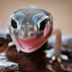 archiemcphee:  An awesomely cute gecko appears