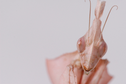 laurenjenae:Indian Rose Mantis.