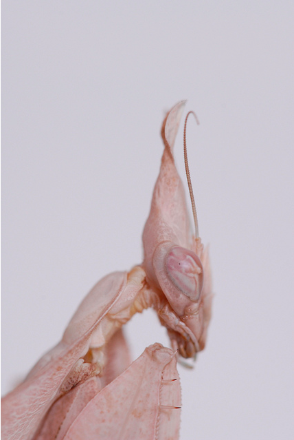laurenjenae:Indian Rose Mantis.