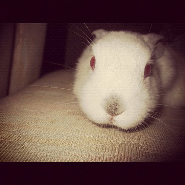 last one! look it&rsquo;s Joo as a baby! #baby #bunny #isvery #cute ^___^ (Taken