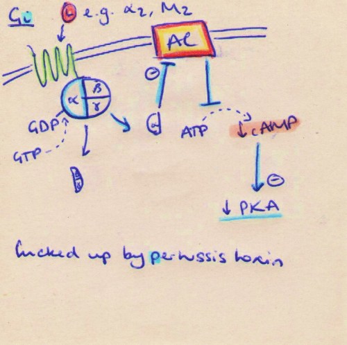 Mechanisms of action of the 3 main types of GPCR