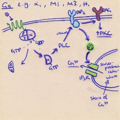 Mechanisms of action of the 3 main types of GPCR