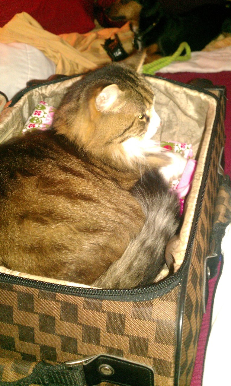 getoutoftherecat:  get out of there cat. you are going to push me WAY over the 50 lb