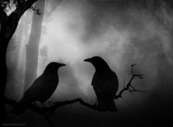 The raven - not to be spoken of. A bird of