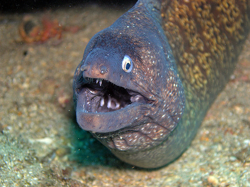 missesnorris:  missindianajones:  cheezepizza:  shorturl:  “Eels always look like they just told a joke and are waiting for a reaction.”       