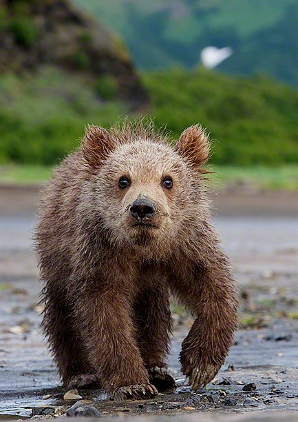 magicalnaturetour:  earth-song:  Cub of Hearts” by Christopher Dodds  This is one