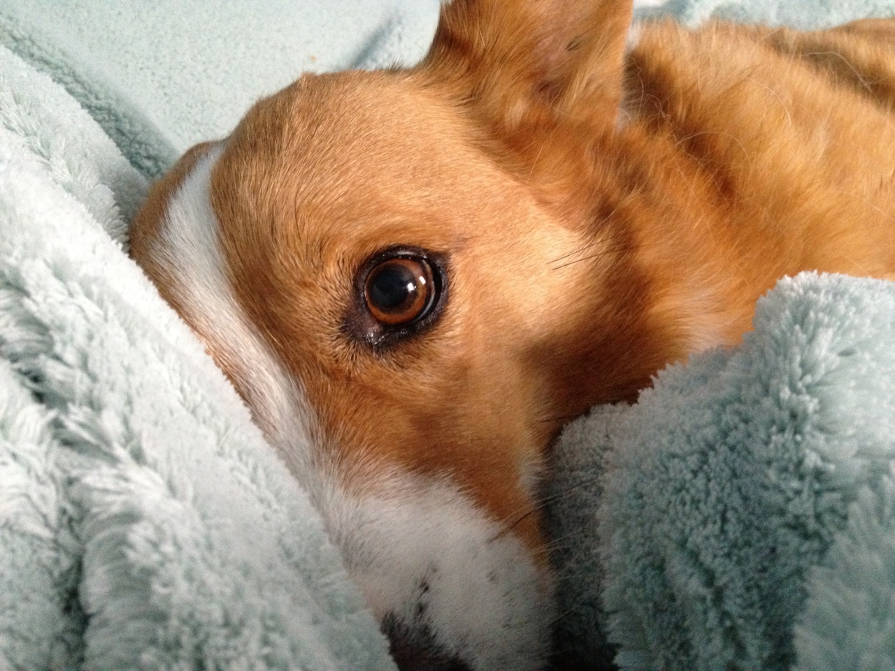 corgiaddict:  Woke up with Tobie in my face this morning. 