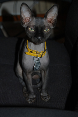 fuckinmagnum:  Dobby as a kitten by cherylfawnp on Flickr.