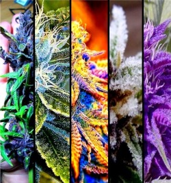 epiic:  Multi Color Bud 