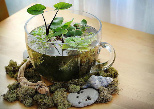 makesomethingmarvelous:Amazing indoor tabletop water garden. 