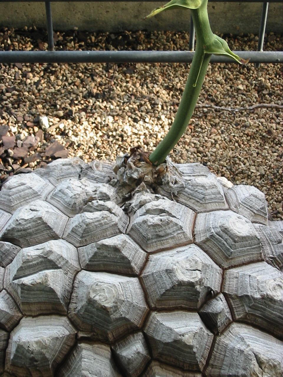 fuzzytrees:  Dioscorea mexicana (synonym D. macrostachya, common name “Turtle Plant”)