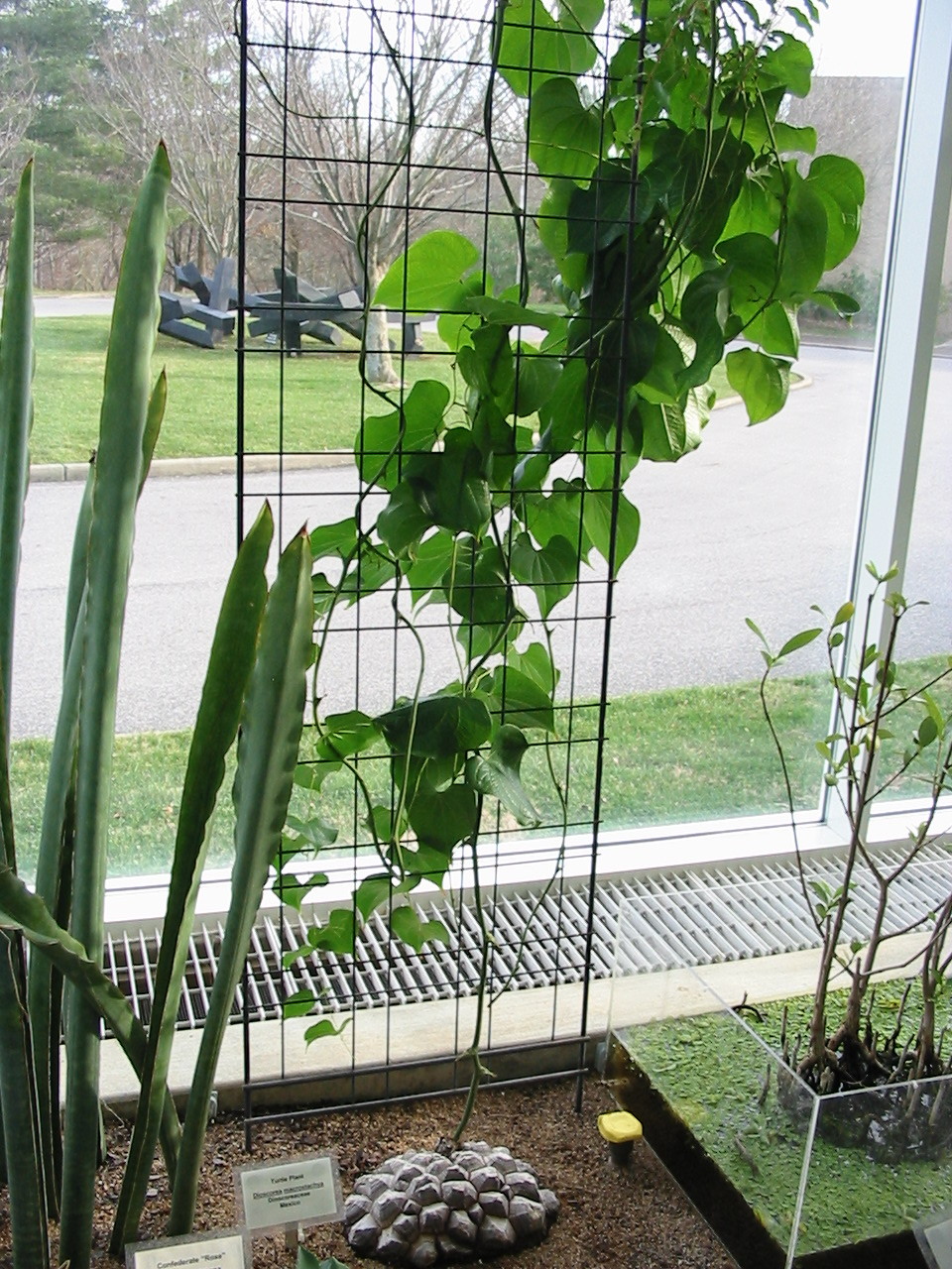 fuzzytrees:  Dioscorea mexicana (synonym D. macrostachya, common name “Turtle Plant”)