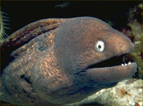 missesnorris:  missindianajones:  cheezepizza:  shorturl:  “Eels always look like they just told a joke and are waiting for a reaction.”       