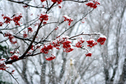 hachimitsu:  red and white (by Jonathan’s