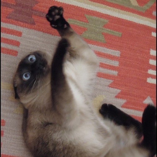 chinesef000d:  Dude… Where did my thumbs go? 