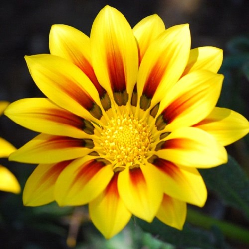 ileese:  Hello pretty flower #yellow #beautiful #flower #nature (canon d60 no edit) (Taken with instagram) 
