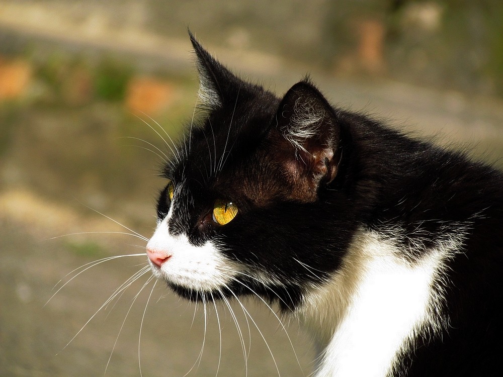 freddyjararuiz:  Cat’s Eye.- 