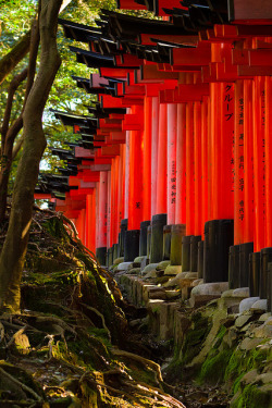 japanaffair:  Fushimi Inari taisha toriis &amp; nature, Kyoto, Japan / Japón by Lost in Japan, by Miguel Michán on Flickr.