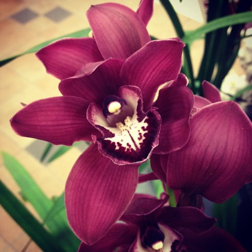 Orchids! (Taken with instagram) porn pictures