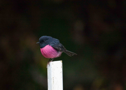 fat-birds:Pink Robin by Steve Duke Photography on Flickr.