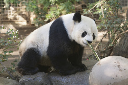 Giant Panda Photos