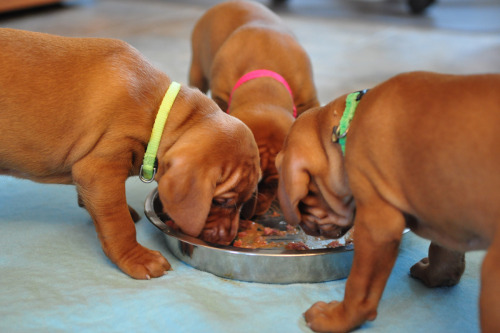 puttys:  Vizsla puppies…someday. 