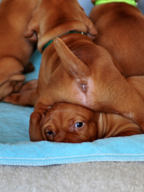 puttys:  Vizsla puppies…someday. 