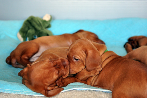 puttys:  Vizsla puppies…someday. 