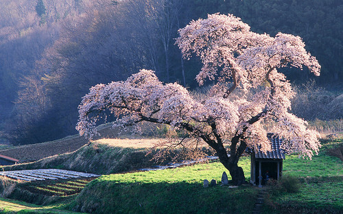 bluepueblo:  Cherry Tree Shrine, Japan photo via doobywah 