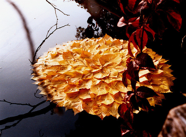 grossanatomy:  love everything about this natural artwork by Walter Mason 