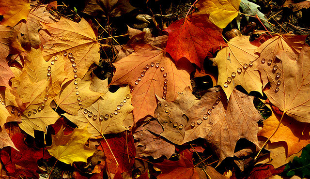 grossanatomy:  love everything about this natural artwork by Walter Mason 