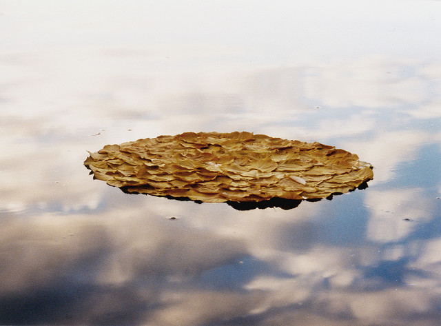 grossanatomy:  love everything about this natural artwork by Walter Mason 