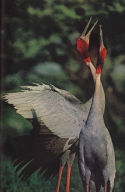 nationalgeographicscans:  India, September 1976- Sarus cranes at Keoladeo Ghana Sanctuary.