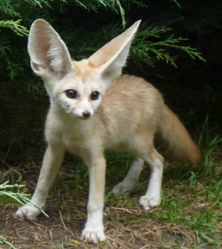 caramelique:  And another baby fennec. Soo