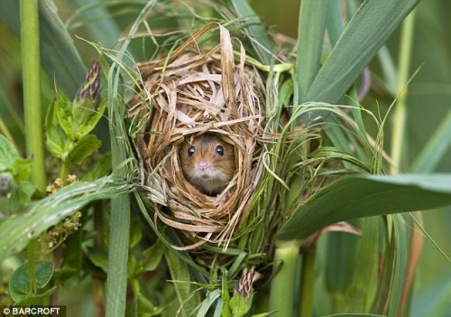 harvest mouse