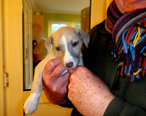 My new puppy we’re picking him up in 2.5 weeks, Any help with names? I have an Italian greyhound cal