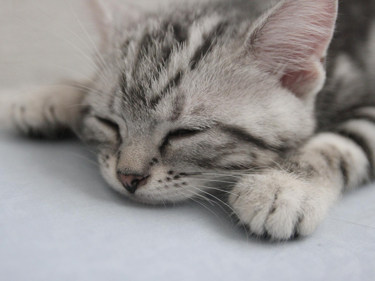 Meow