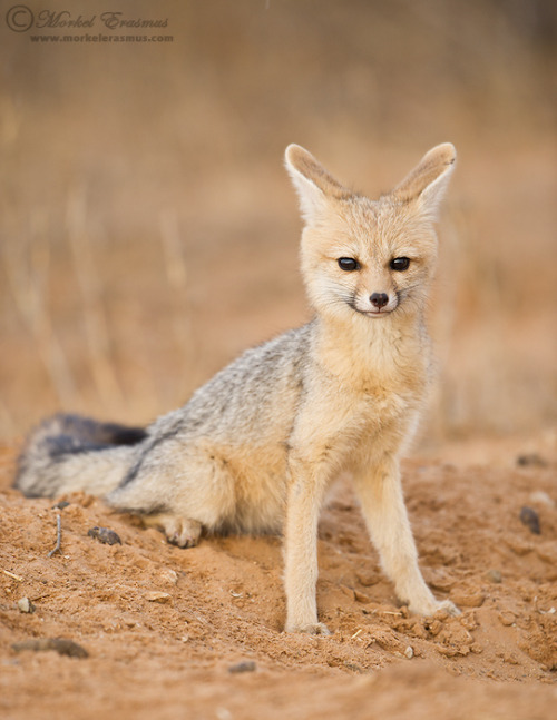 p-e-r-e-g-r-i-n-e:  cape fox (photo by morkel erasmus)   omfg i’m in love with foxes.