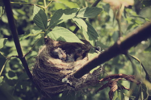 justcaughtinthemoment:Bird’s Nest 