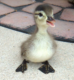  Just Try to Resist This Duckling I DARE