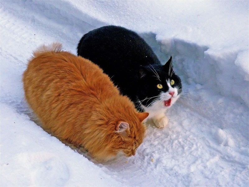 Ladies and Cats