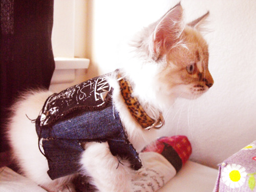 Porn photo myfavoritedemons:  Kittens in punk rock jackets.