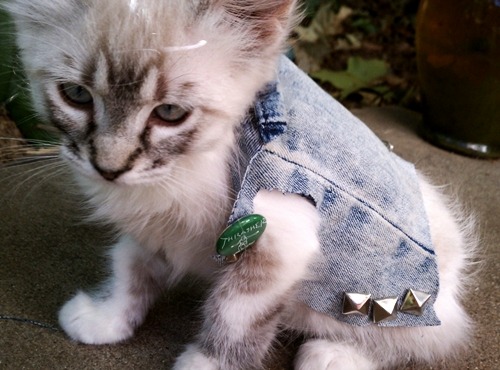 myfavoritedemons:  Kittens in punk rock jackets. porn pictures