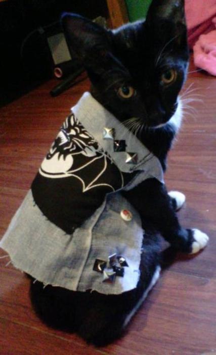 Porn photo myfavoritedemons:  Kittens in punk rock jackets.