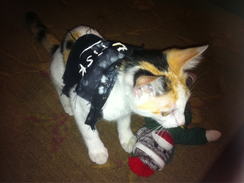 Porn Pics myfavoritedemons:  Kittens in punk rock jackets.