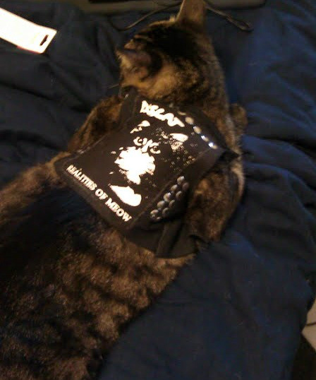 Sex myfavoritedemons:  Kittens in punk rock jackets. pictures